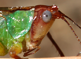 Handsome Meadow Katydid